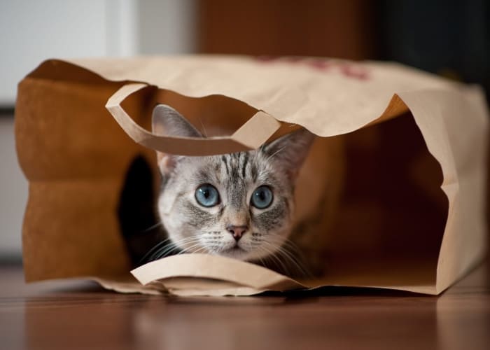 “Let the cat out of the bag” - Tiết lộ bí mật
